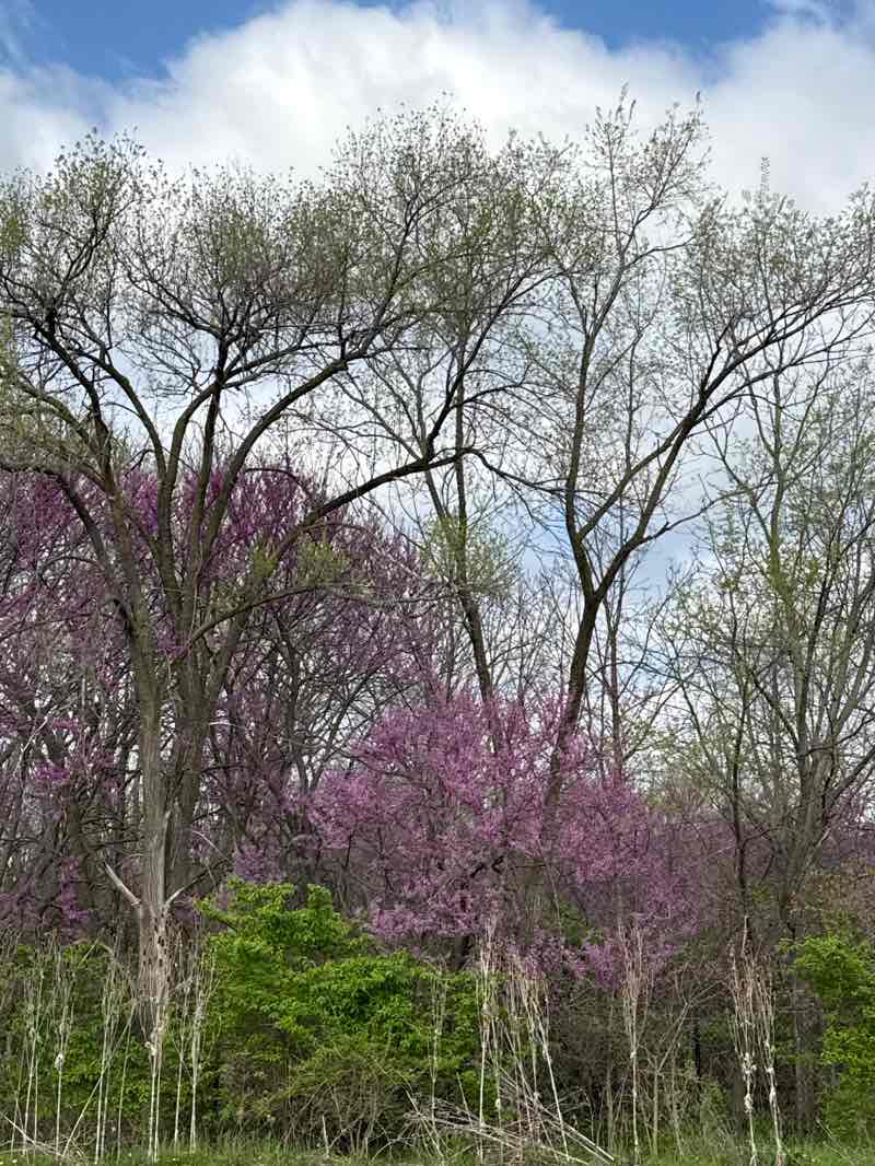 walking near me in Mallard Lake Forest Preserve in spring
