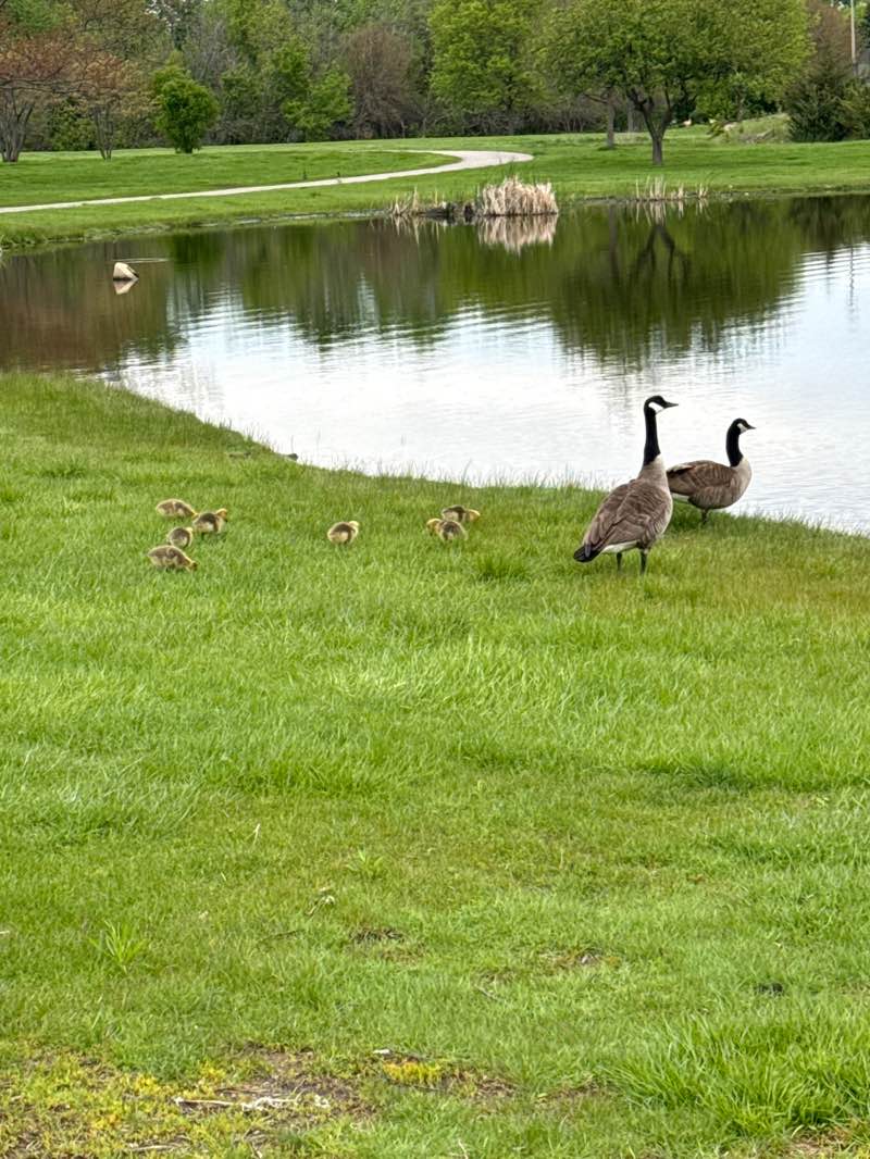 walking near me in Hanover Park Community Park in spring
