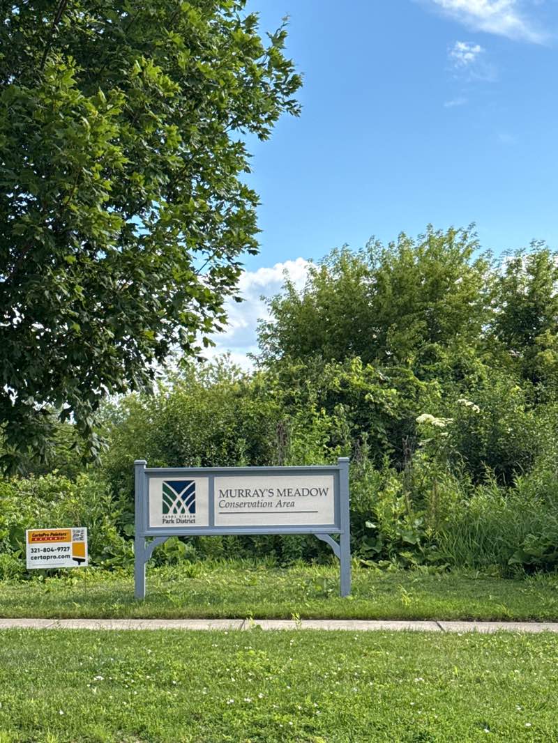 walking near me in Murray's Meadow in summer
