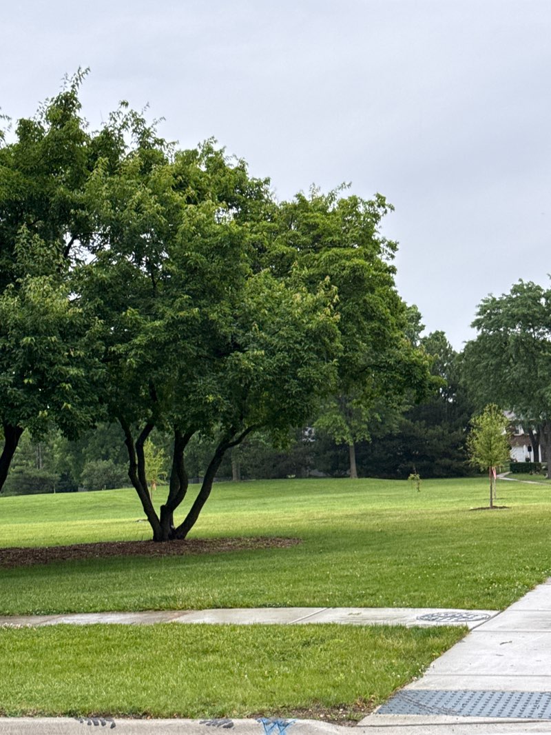 walking near me in Powell Park in summer