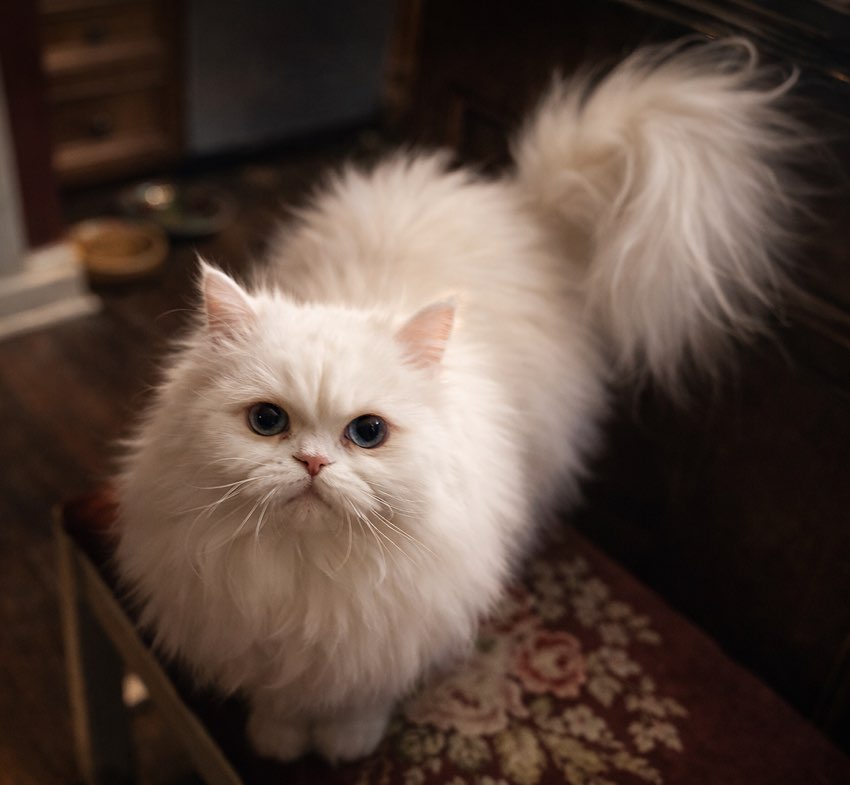 Andrew Rolston profile