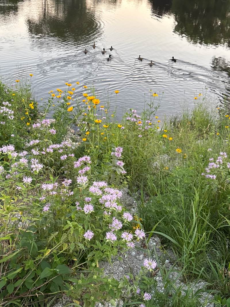walking near me in Lufkin Park in summer