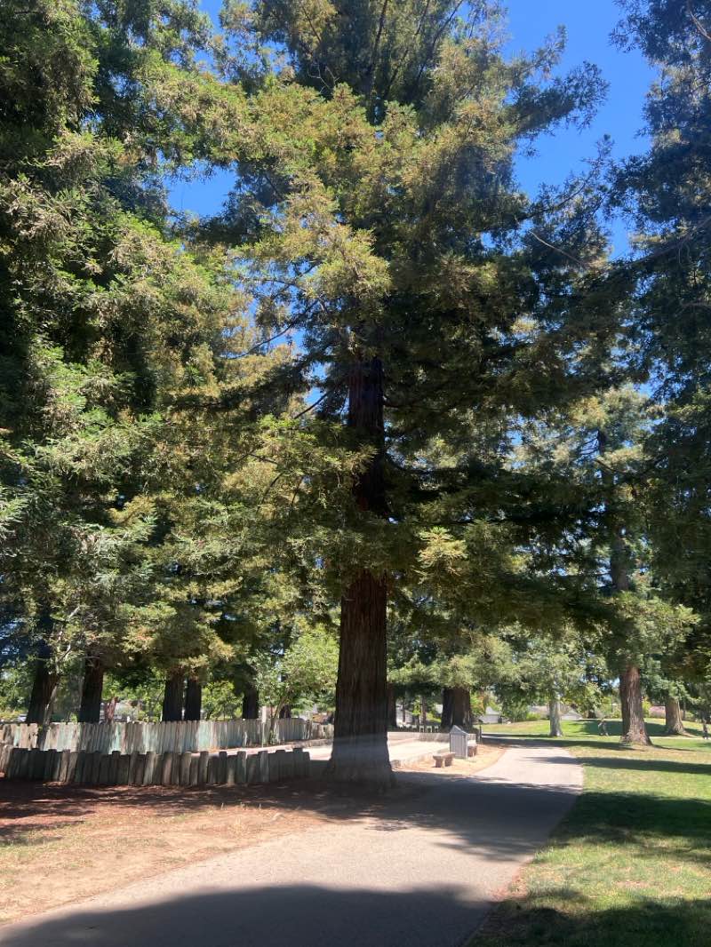 walking near me in Cuesta Park in summer