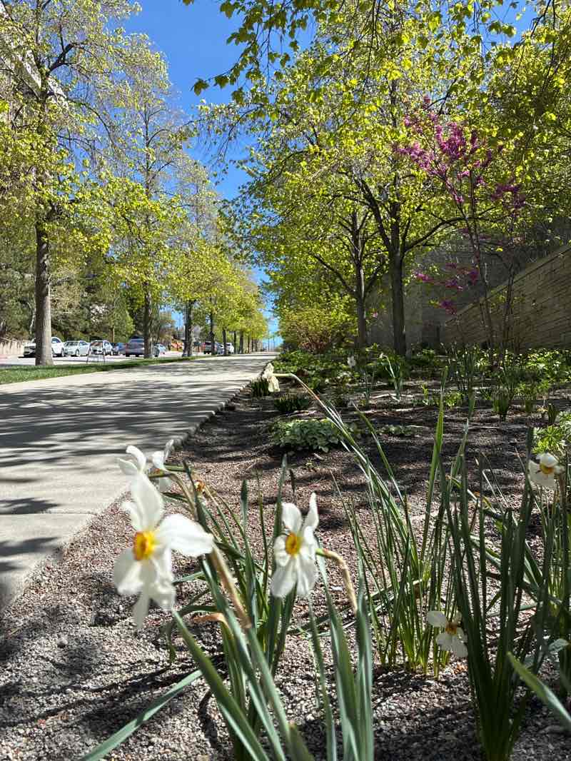 walking near me in Confrence Center Park in spring