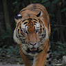 Hayder profile