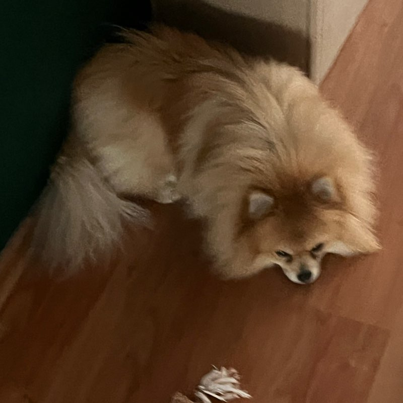 Aktywnie z psem Wiktoria post image