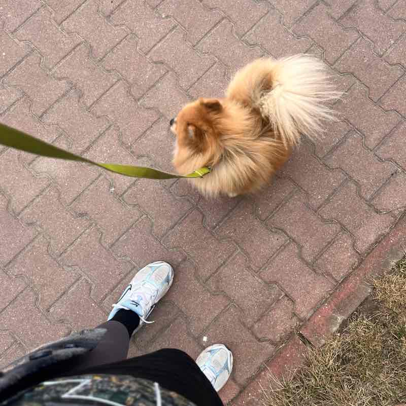 Aktywnie z psem Wiktoria post image