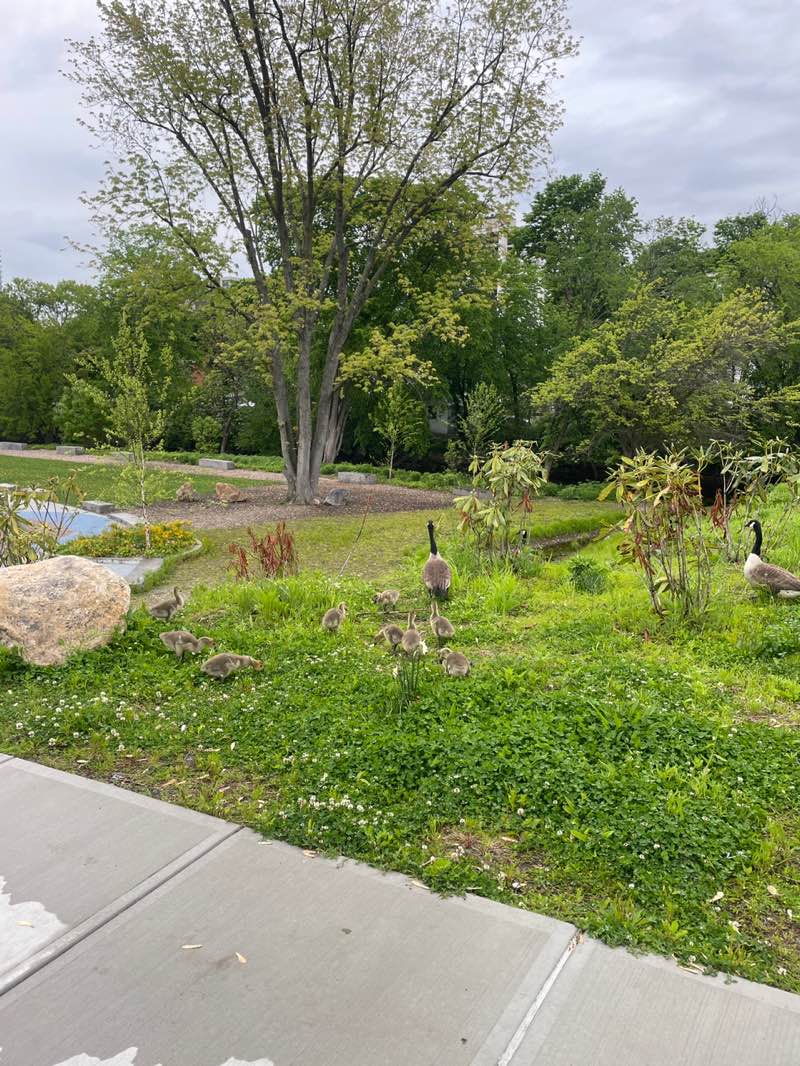 walking near me in Mill River Park in spring