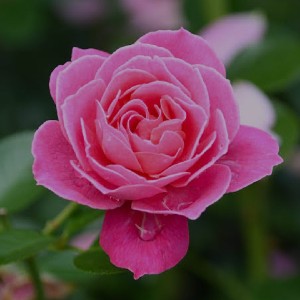 🌺 Катя 🌺 🌺 Katya 🌺