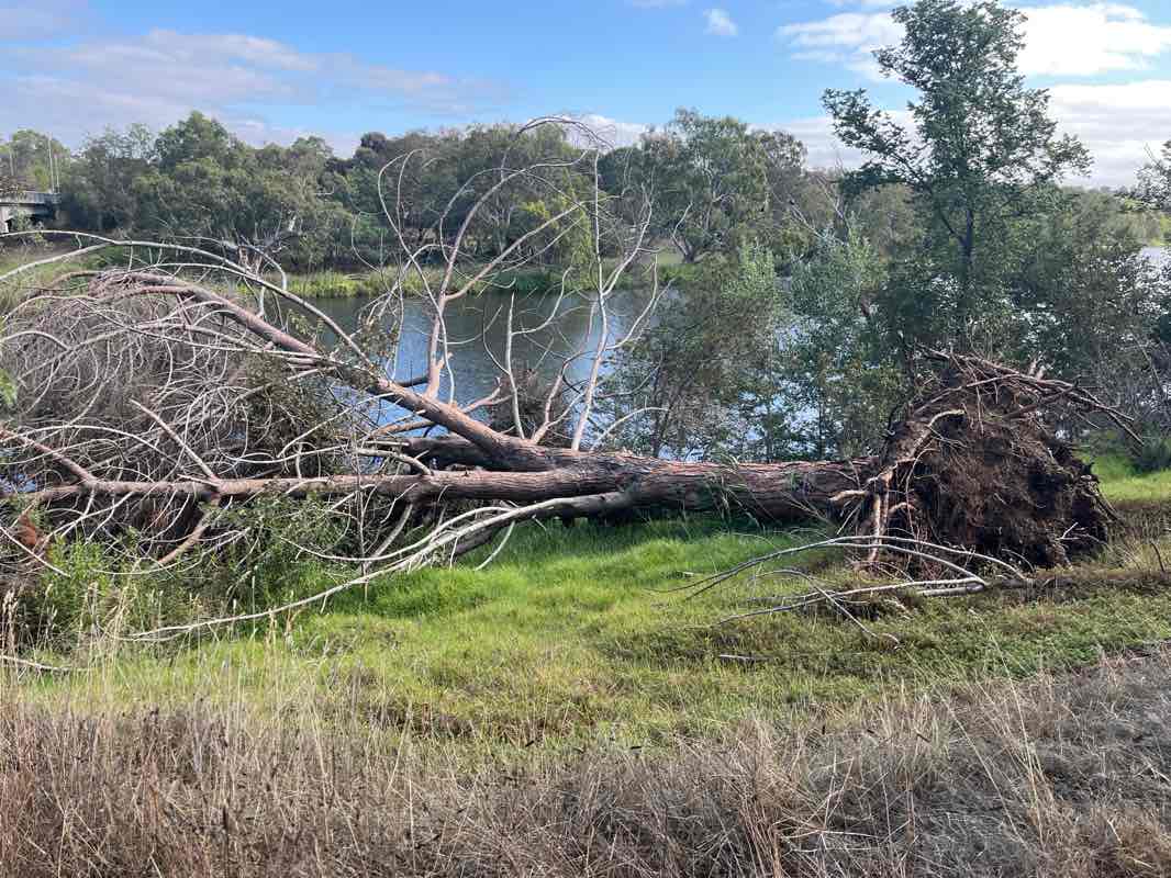 walking near me in Bob Morell Reserve in autumn