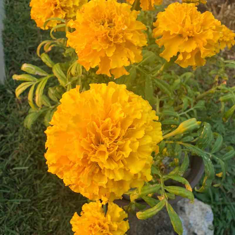mheri post 1