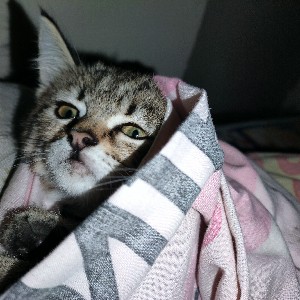 Abdelrahman Ali icon