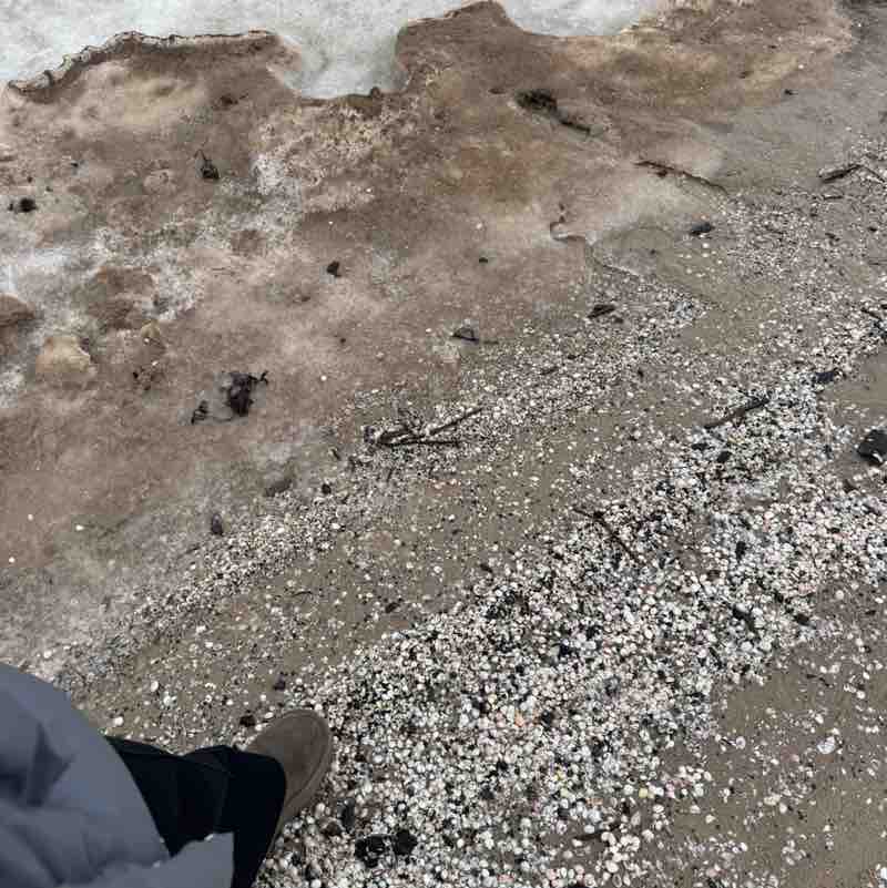 Mego Tatjana post image