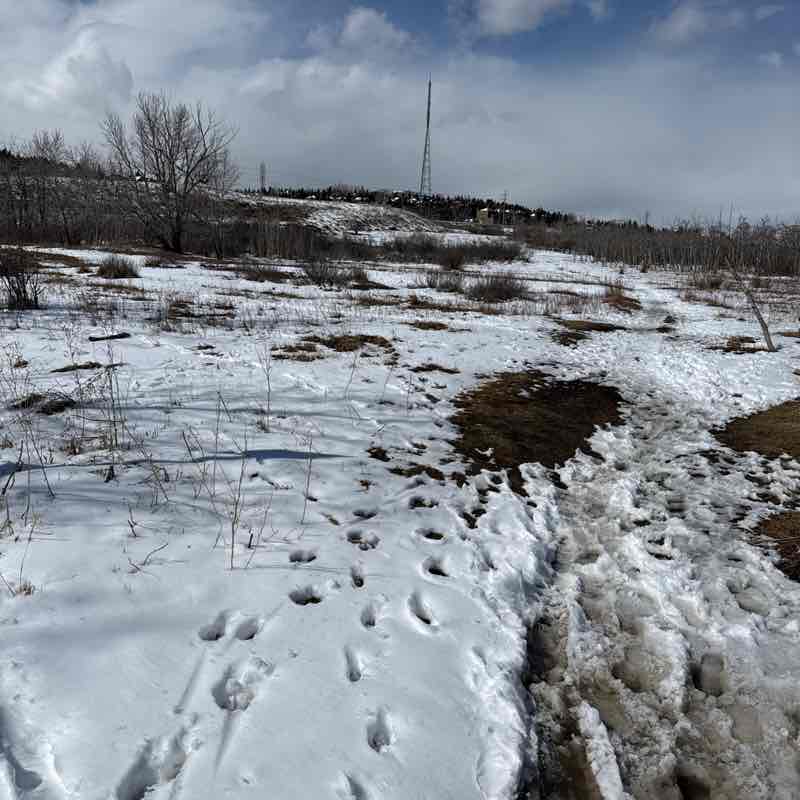 Jane Phillips post 1