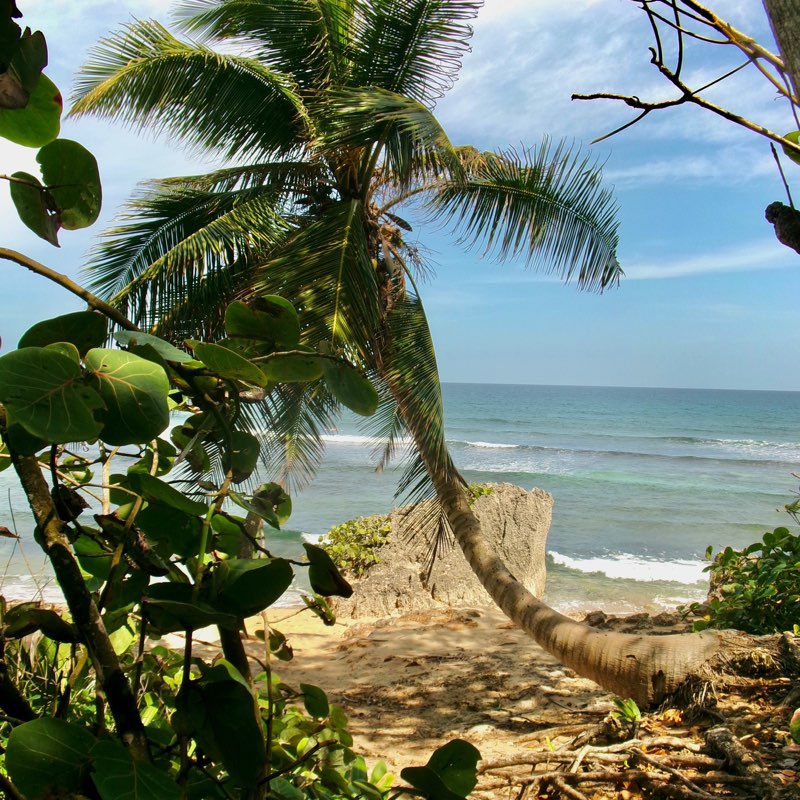 Noemi Figueredo icon