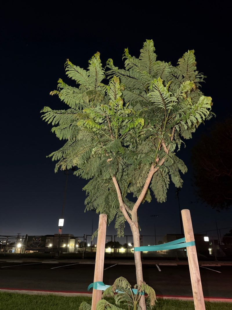 walking near me in Jane Addams Park in spring