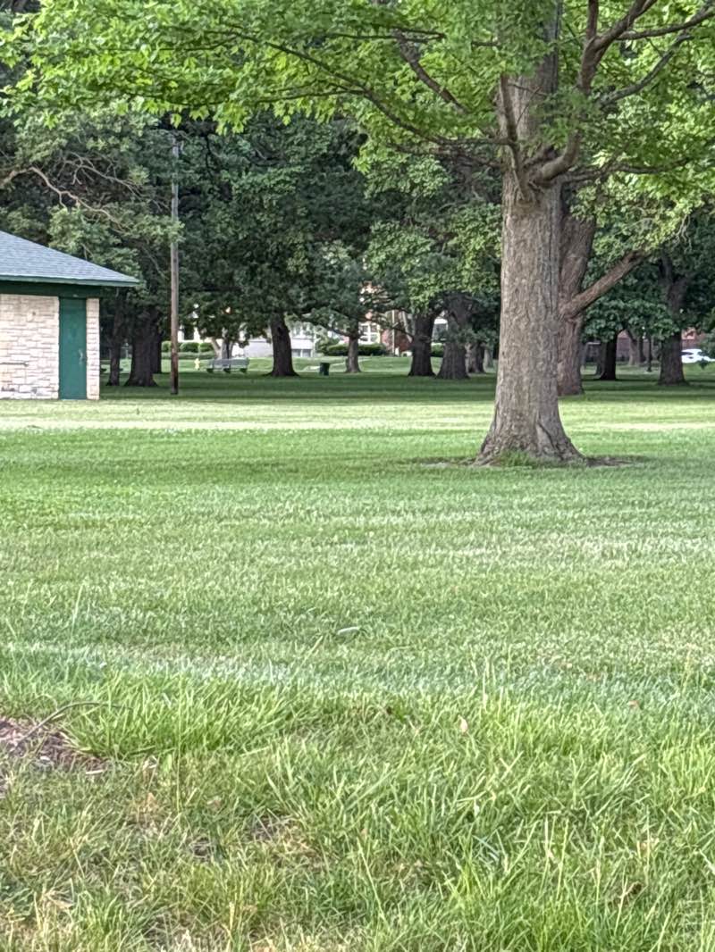 walking near me in Cobb Park in summer