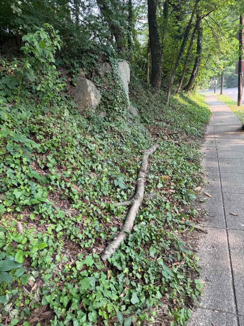 walking near me in Boundary Park Neighborhood Conservation Area in summer
