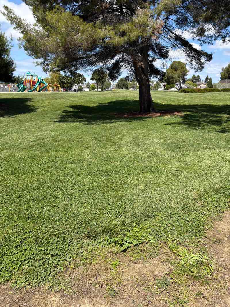 walking near me in Fischer Park in spring