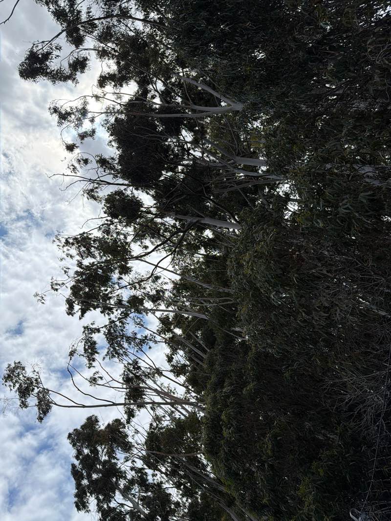 walking near me in Ardenwood Farm Park in spring