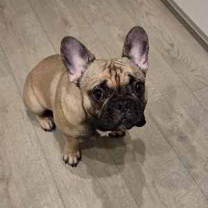 Алёна Яцкова icon