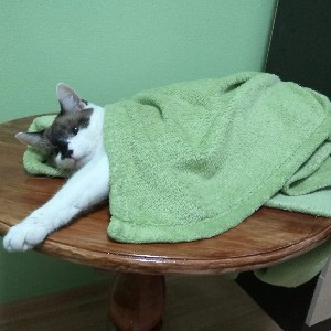 Maria Alekseeva profile