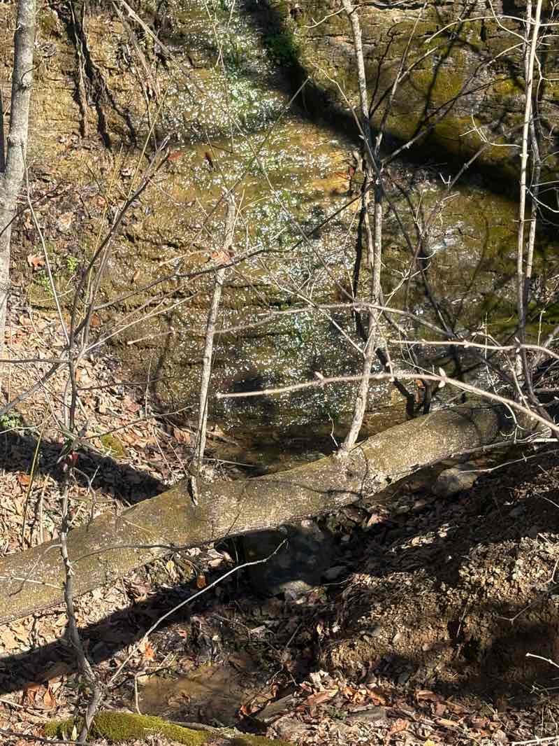 walking near me in Cumberland River Bicentennial Trail in winter