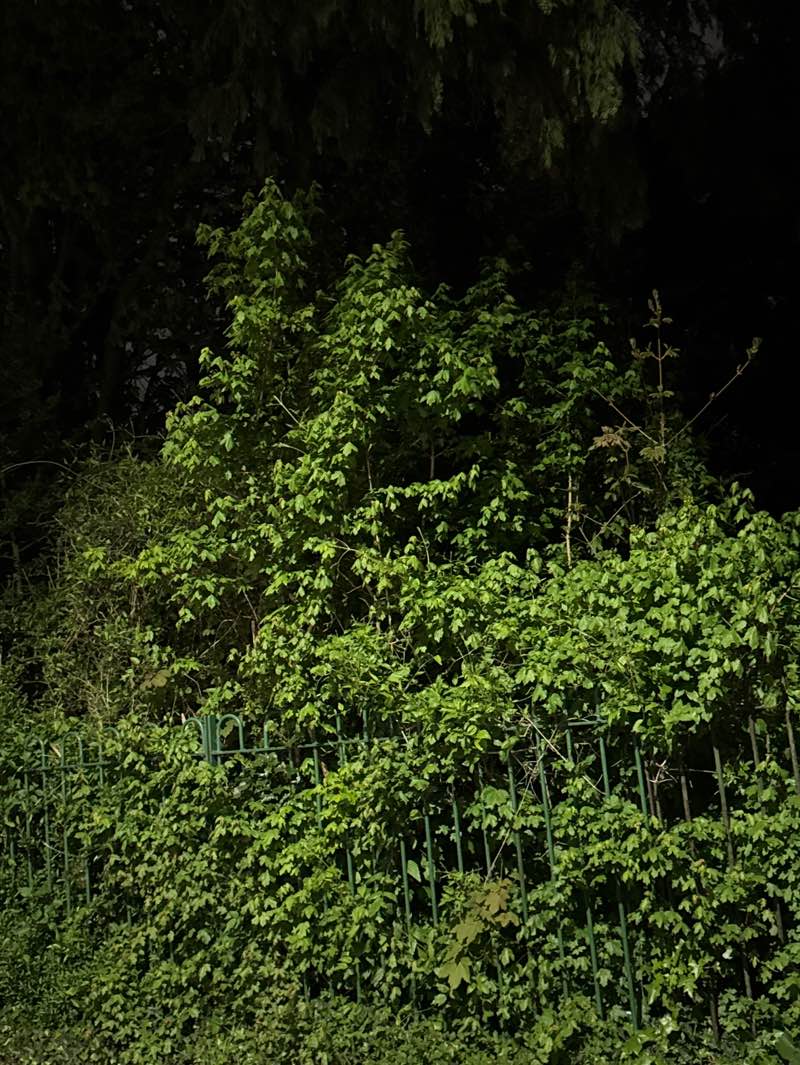 walking near me in The Oval in spring
