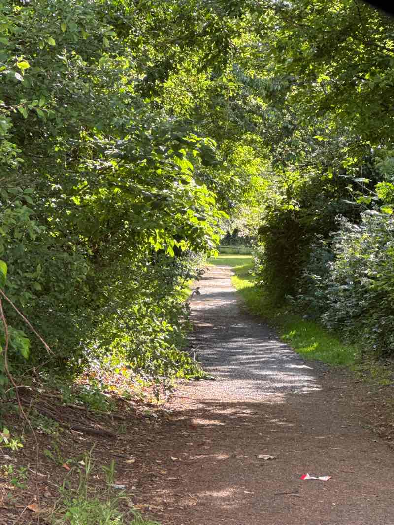 walking near me in Matson Park in summer