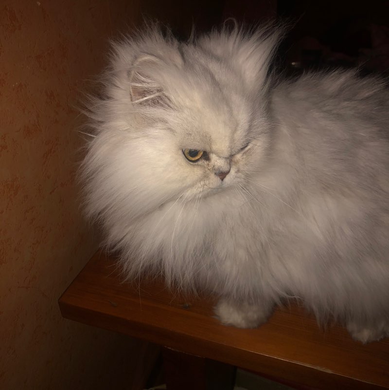 Team Lion🐯 Kelly post image