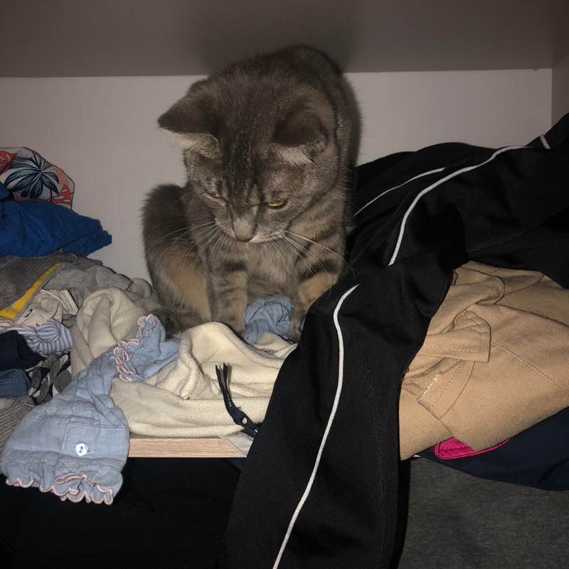 Team Lion🐯 Kelly post image