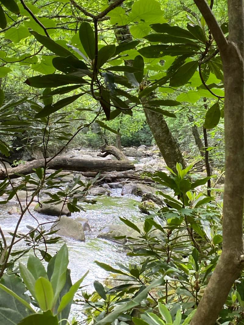walking near me in Great Smoky Mountains National Park in spring
