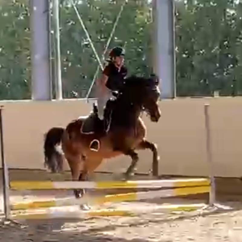 Spazieren und Reiten Berlin Nela 🌸🐴 post image