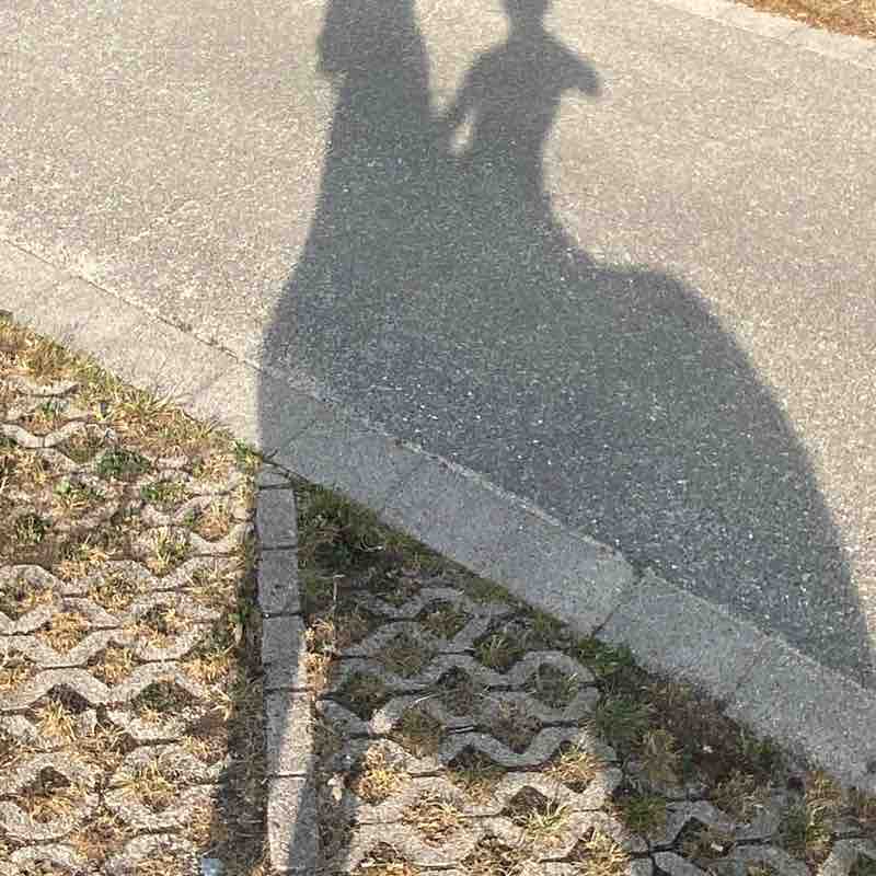 Spazieren und Reiten Berlin Nela 🌸🐴 post image
