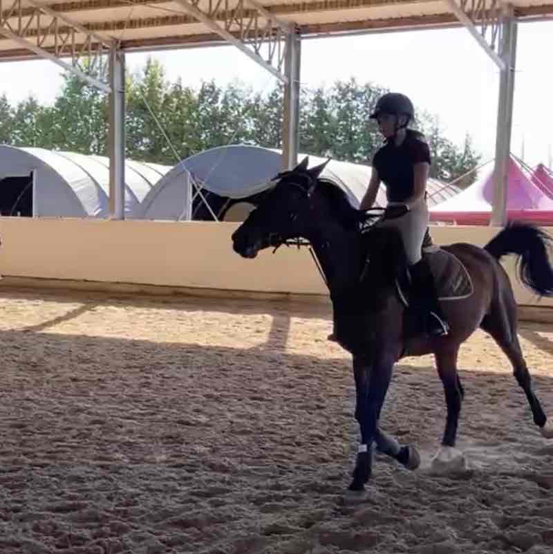 Spazieren und Reiten Berlin Nela 🌸🐴 post image