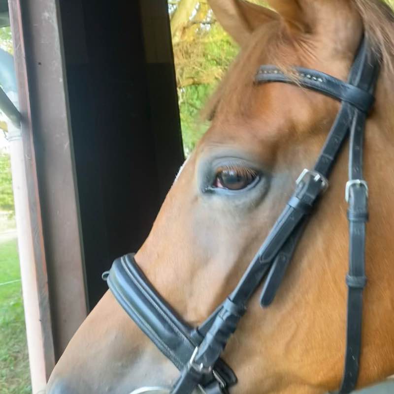 Spazieren und Reiten Berlin Nela 🪻🐴 post image