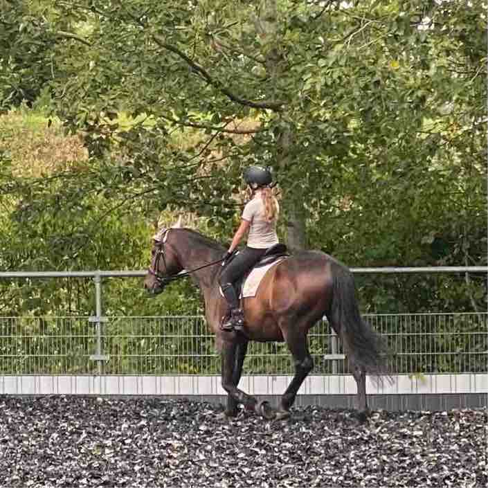 Spazieren und Reiten Berlin Nela 🪻🐴 post image