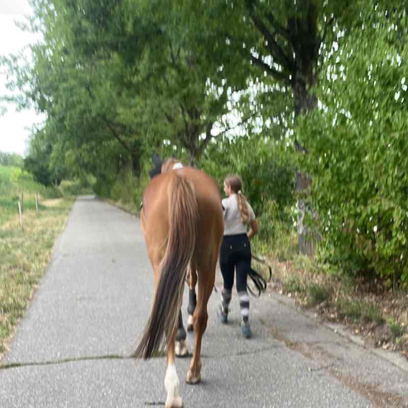 Spazieren und Reiten Berlin Nela 🪻🐴 post image