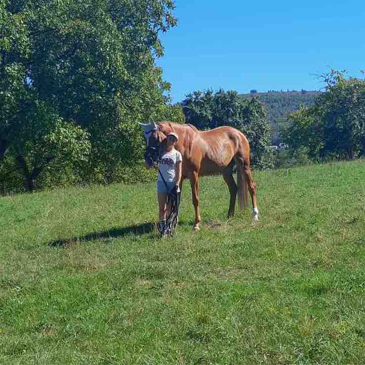 Frankenthal Nela 🪻🐴 post image
