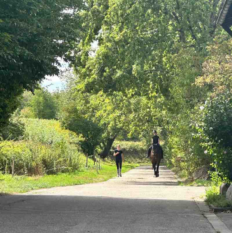 Frankenthal Nela 🪻🐴 post image