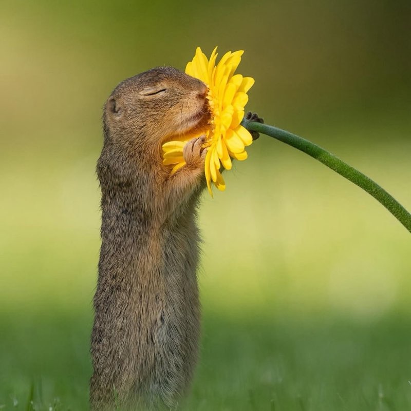 Apricot 🧚🏾‍♀️