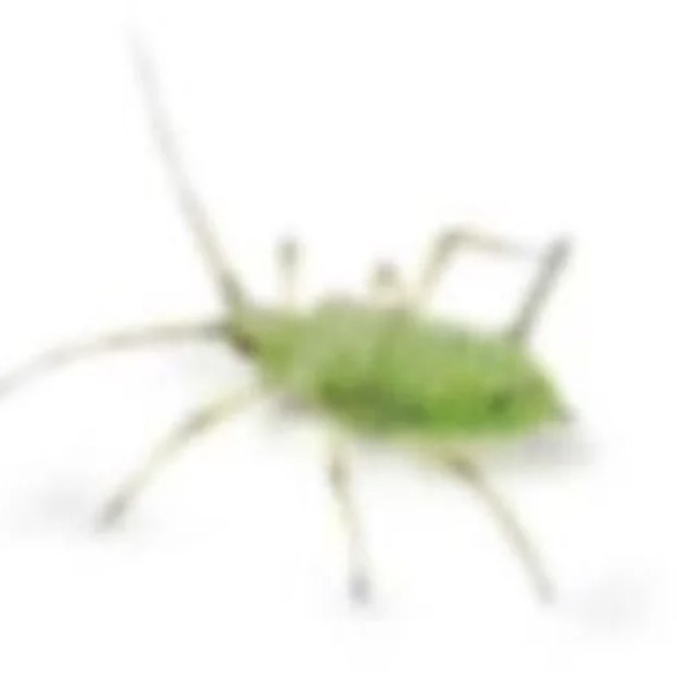 participant 0