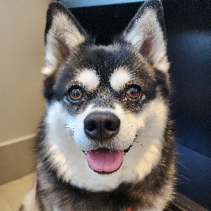 OMD Steph - Team Kali 🐺 profile