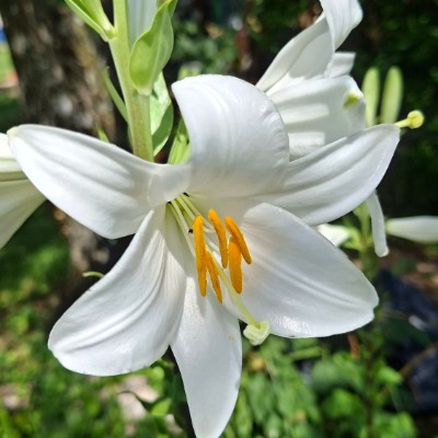 June Steps Challenge Astraea post image
