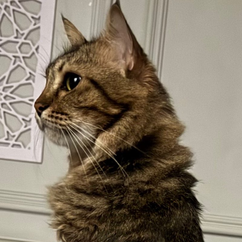 huiemal icon