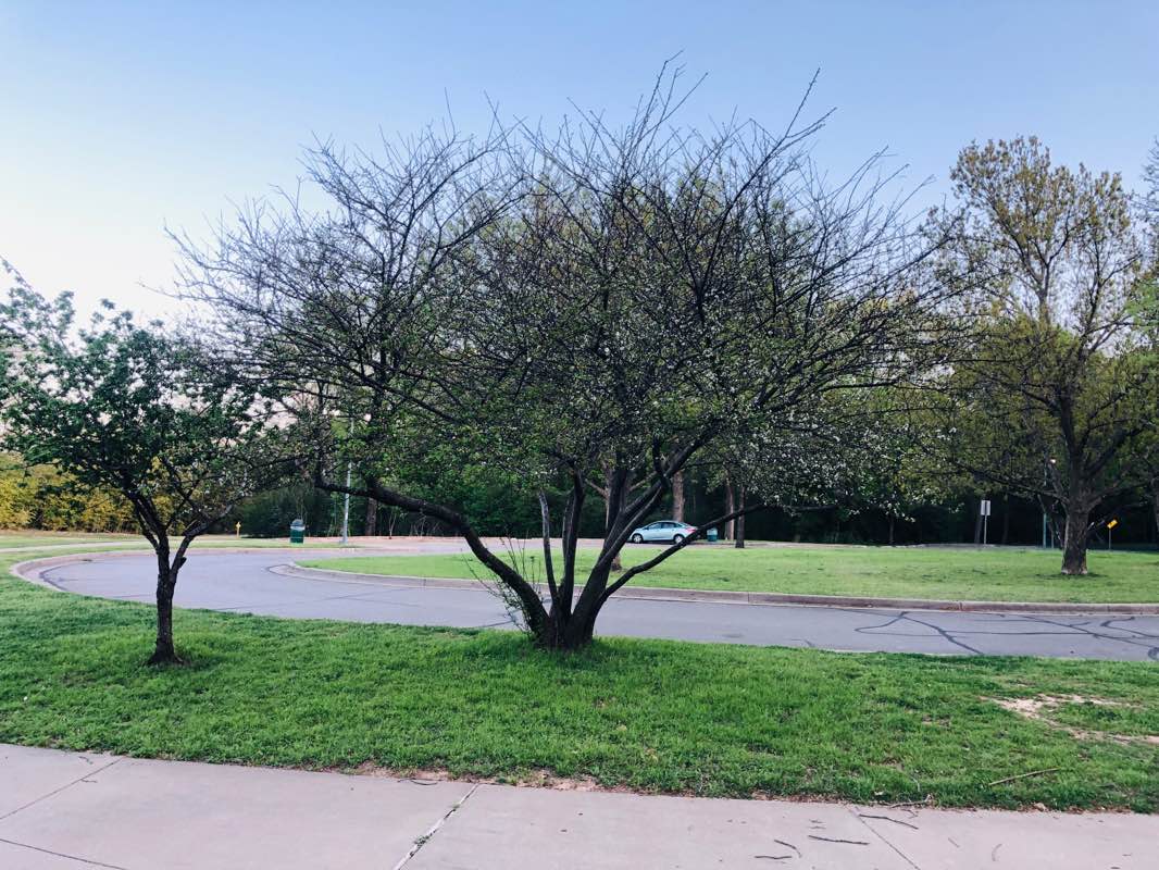 walking near me in Indian Spring Park in spring