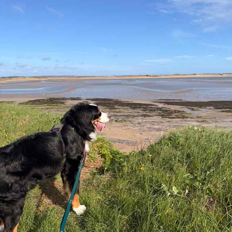 Walk’n’Wag Dog Walking Club CuPooch post image