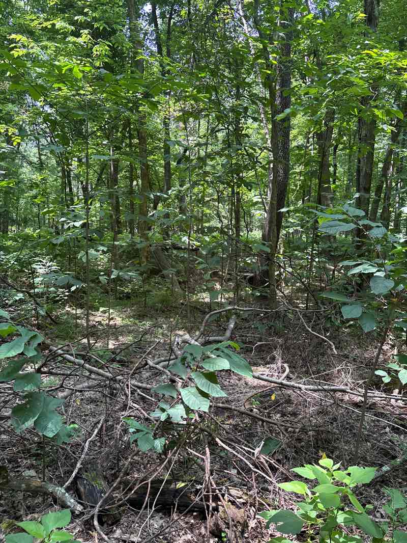 walking near me in Radnor Lake State Natural Area in summer