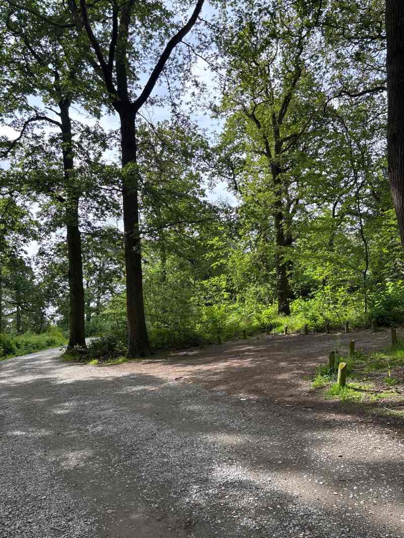 walking near me in Swithland Wood in summer