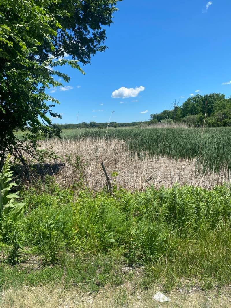 walking near me in Spring Lake Nature Preserve in summer